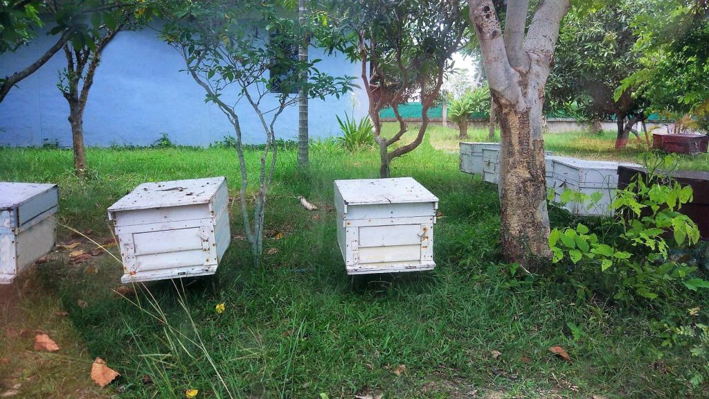 ฟาร์มผึ้งเชียงใหม่